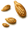 SUN-DRIED BERRY